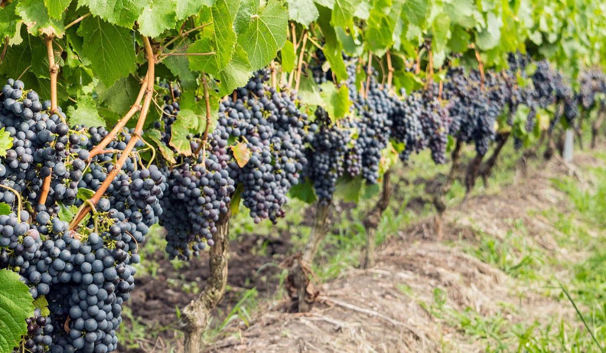 Dark Rară Neagră grapes ripening on the vine, the rare black grape variety grown in Moldova since ancient times.