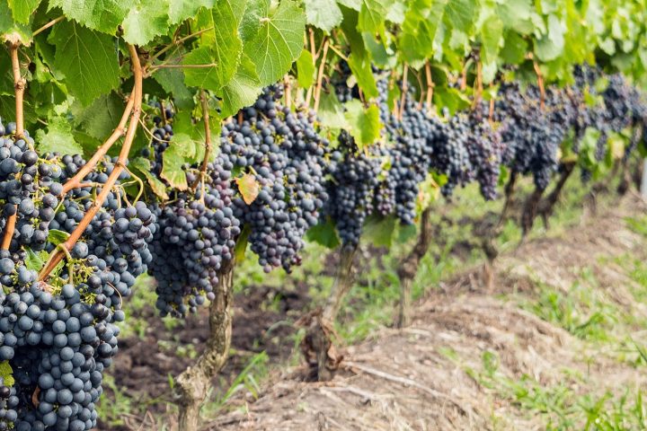 Dark Rară Neagră grapes ripening on the vine, the rare black grape variety grown in Moldova since ancient times.