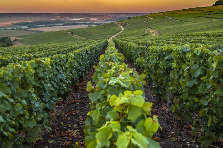 Grapes & Varieties