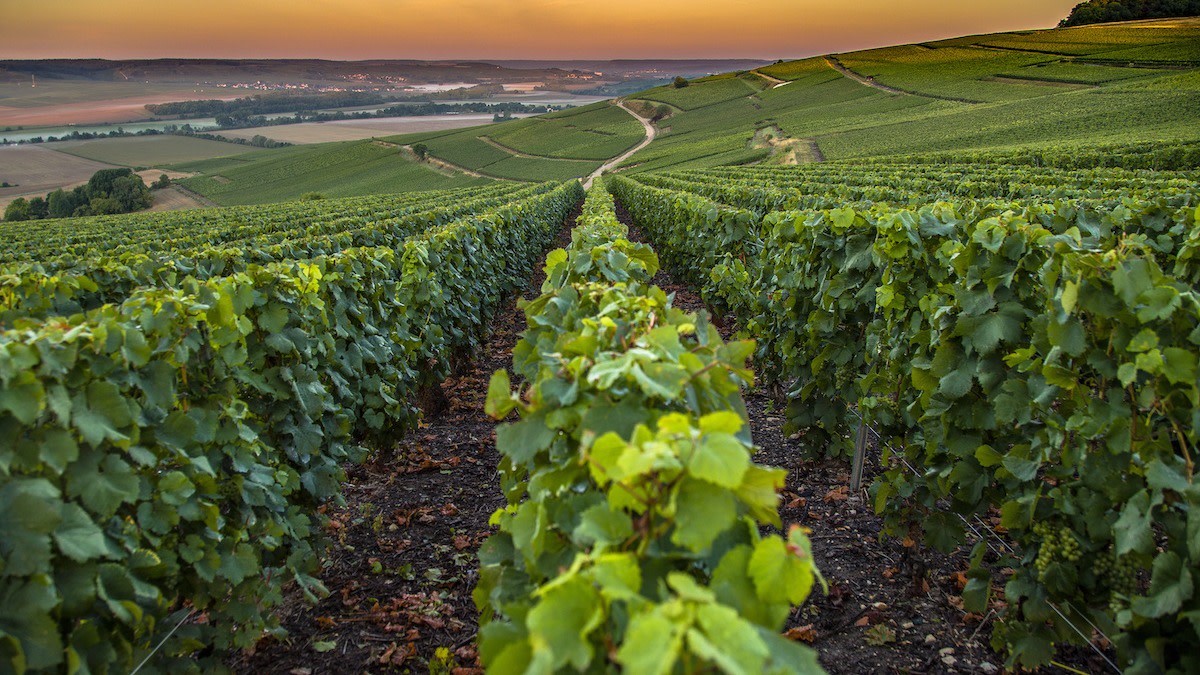 Fetească Regală, Plavai, and Moldova's Other Local Grapes 1 Green vineyard rows in Moldova, where Fetească Regală, Plavai and other local grape varieties are cultivated.