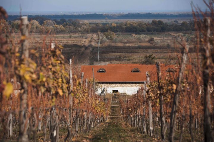 Following a Moldova wine route through the vineyards of the Codru wine region.