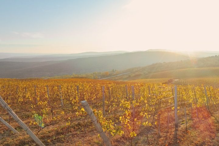 Wine tourism in Moldova, with visitors tasting local wines among the country's rolling vineyards.
