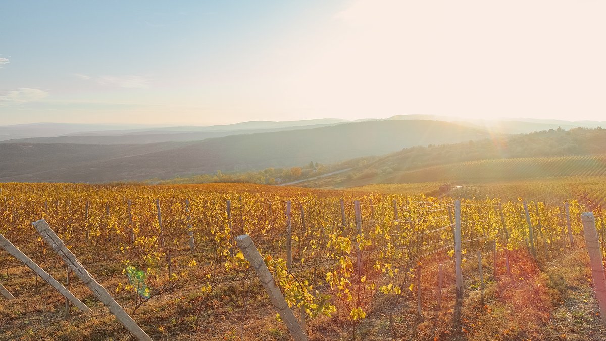 Wine tourism in Moldova, with visitors tasting local wines among the country's rolling vineyards.