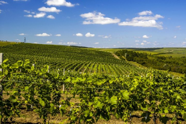 Wine Tourism