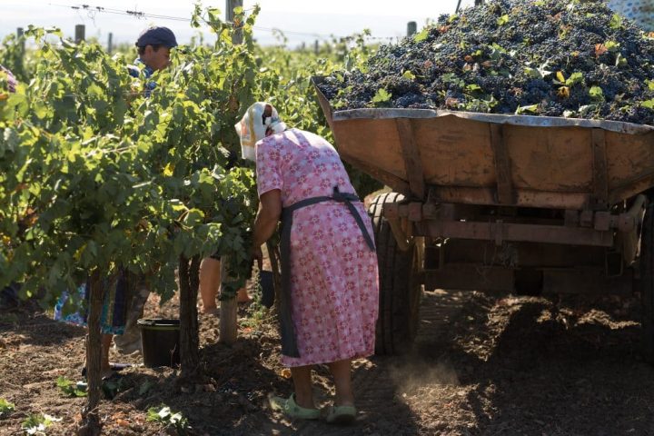 Para petani memanen anggur secara manual di kebun anggur Taraclia, Moldova, pada musim gugur.