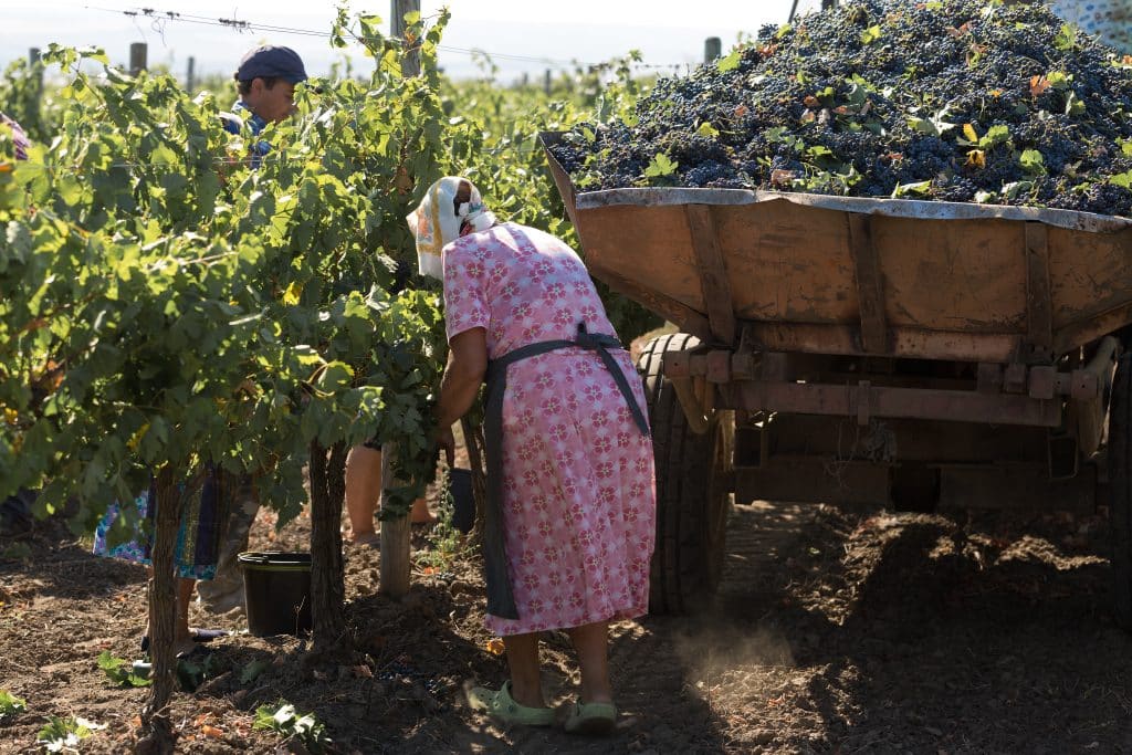 Para petani memanen anggur secara manual di kebun anggur Taraclia, Moldova, pada musim gugur.