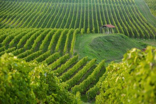 Terraced vineyards with green rows of grapevines rolling across the hills of Moldova, the heartland of Moldovan wine.