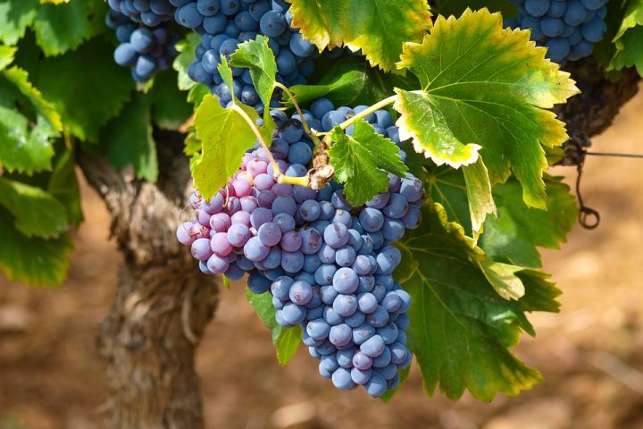 Vineyard rows in Moldova, where Fetească Neagră, the country's ancient red grape variety, is grown under a continental sun.