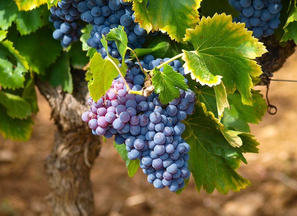 Vineyard rows in Moldova, where Fetească Neagră, the country's ancient red grape variety, is grown under a continental sun.