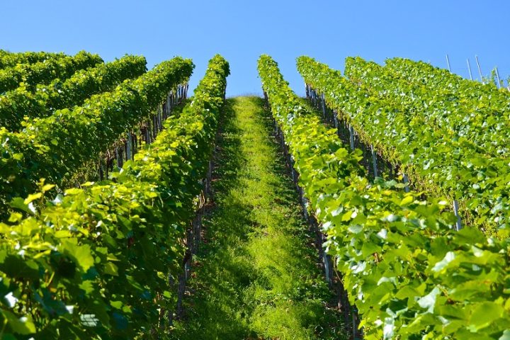 Winemaking & Culture
