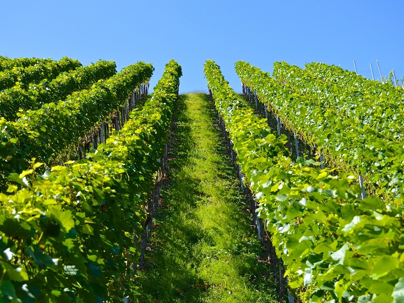 Sustainable and Organic Winemaking in Moldova 3 Lush green rows of a sustainable organic vineyard, the foundation of environmentally friendly winemaking in Moldova.