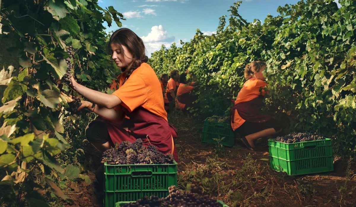 Harvest Season in Moldova: A Celebration of the Grape 1 Workers harvesting ripe grapes by hand in a vineyard during the autumn grape harvest in Moldova.