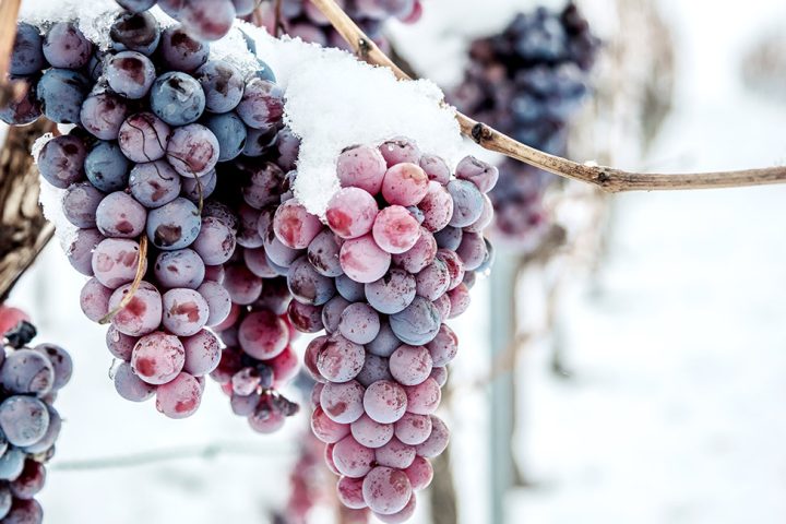 Frozen grapes on the vine in winter, harvested to make Moldovan ice wine.