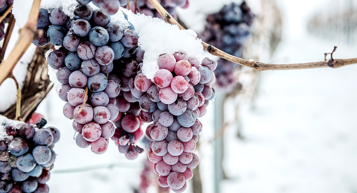 Frozen grapes on the vine in winter, harvested to make Moldovan ice wine.
